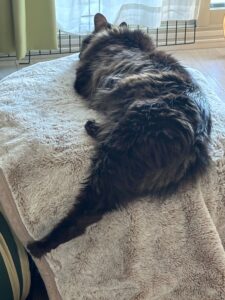 膝掛けの上で寝そべる猫のsaku